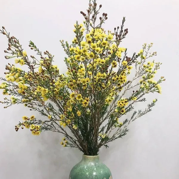 Hoa Thanh Liễu màu vàng tươi sáng