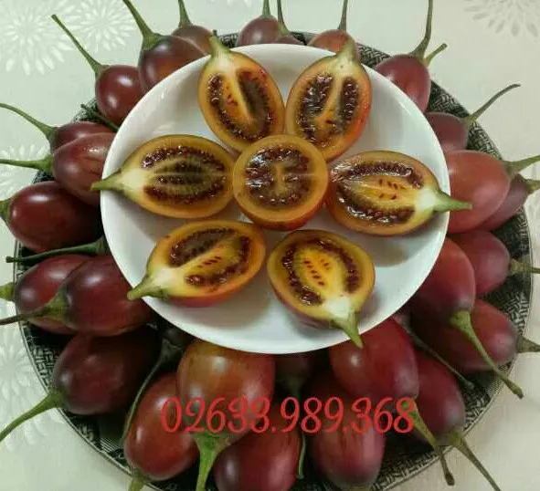 ca-chua-than-go (4)