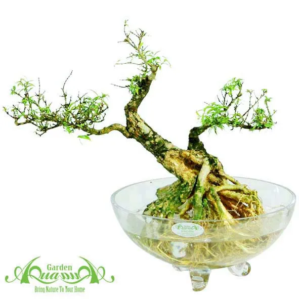 Cây Đế Vương Kim Cương trong không gian phòng khách hiện đại