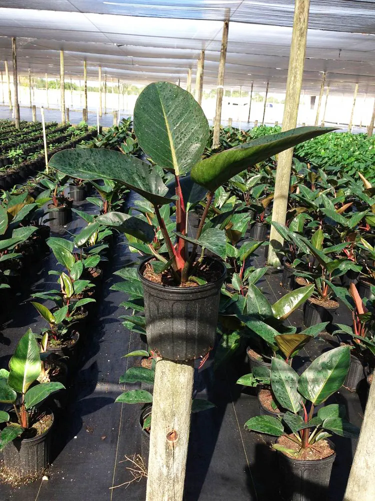 Nhân giống cây Trầu Bà Đế Vương Đỏ